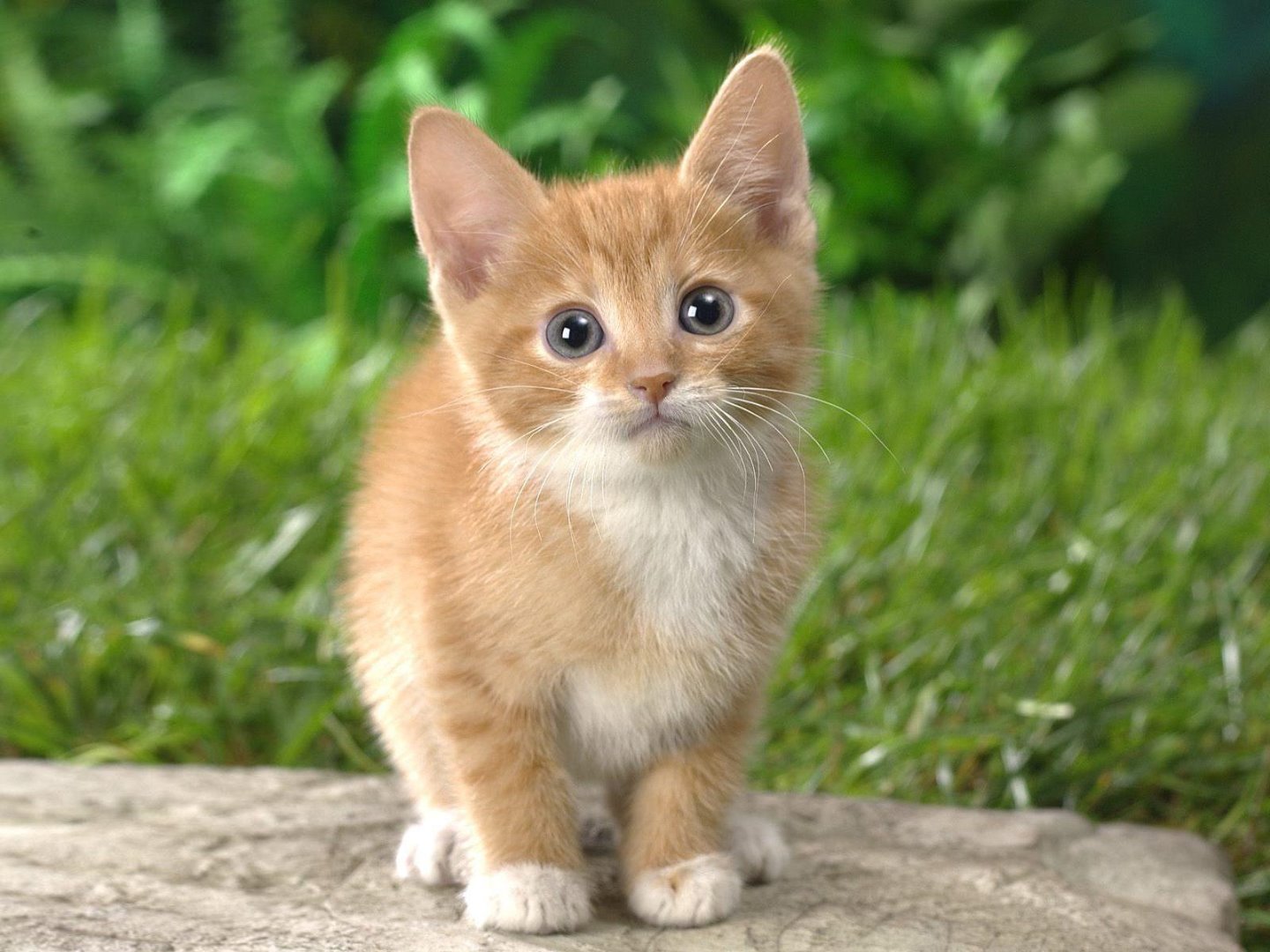 37493_cat_kitten_orange_kitten.jpg