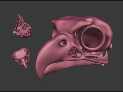 3D Eagle skull zbrush sculpt timelapse