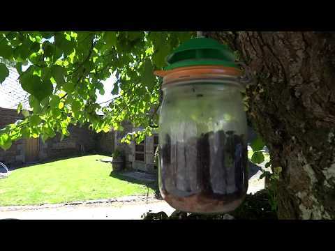 3d printed fly trap using a storage jar