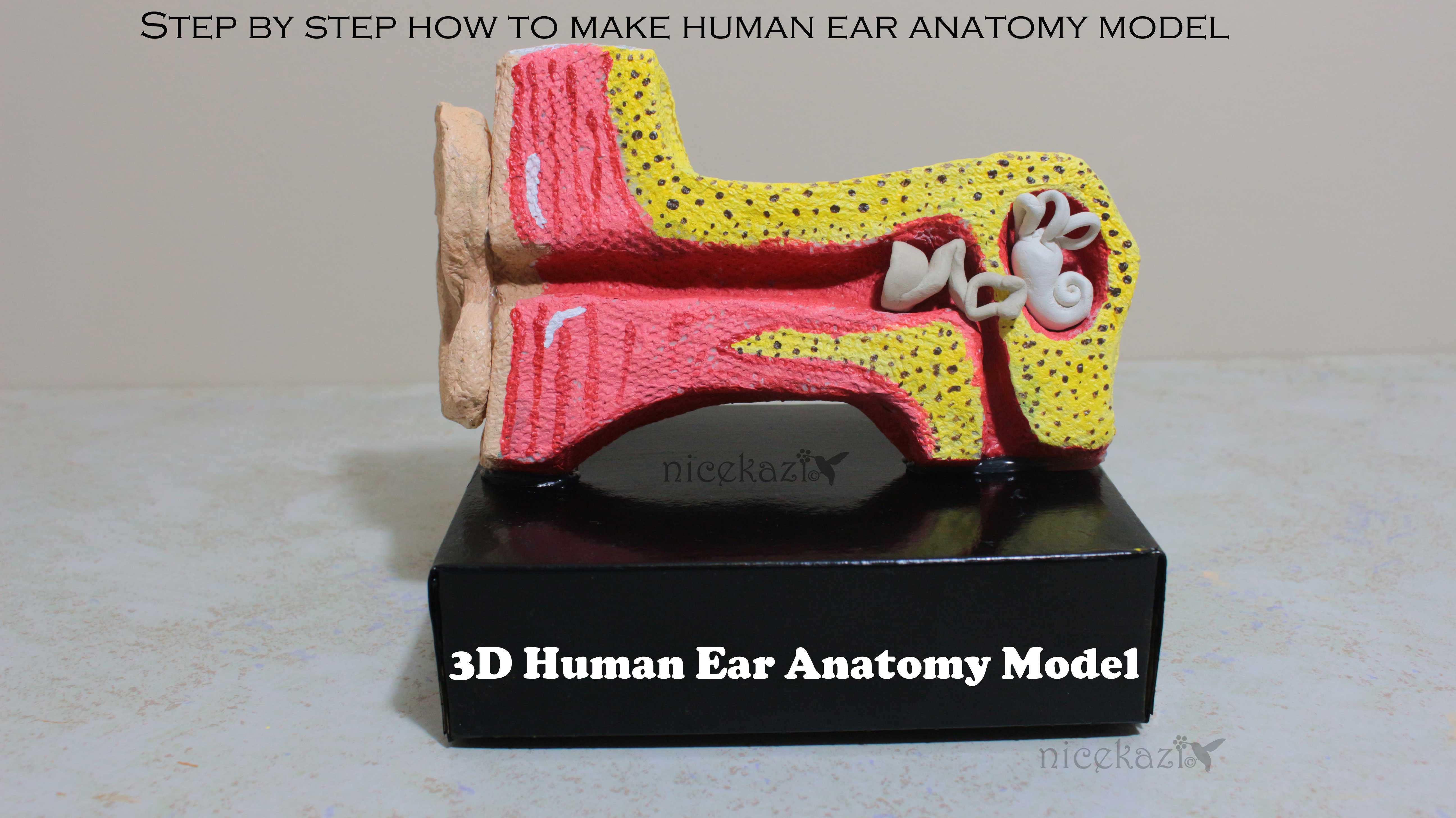 3d-ear-anatomy.jpg