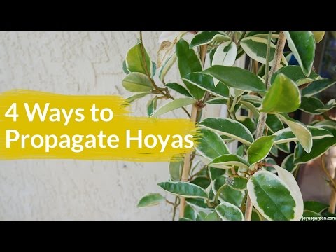 4 Ways To Propagate A Hoya