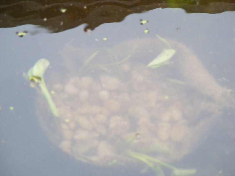 41 plant baskets placed 2 lilly pads.jpg