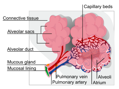 418px-Alveolus_diagram.svg.png