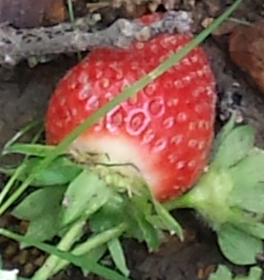 5-15 strawberry.jpg