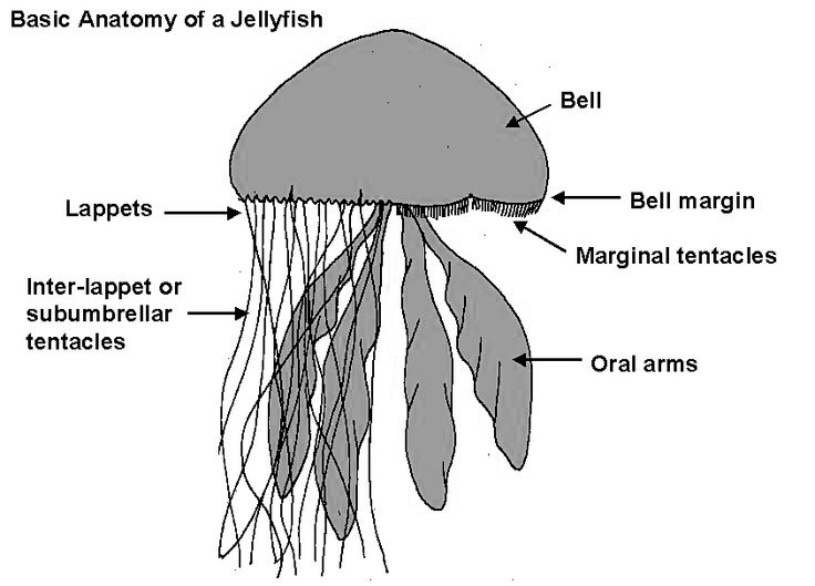 512473a33adff93f852c3bec1138abc2--marine-biology-jellyfish.jpg