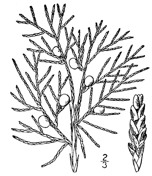 518px-Juniperus_virginiana_drawing.png