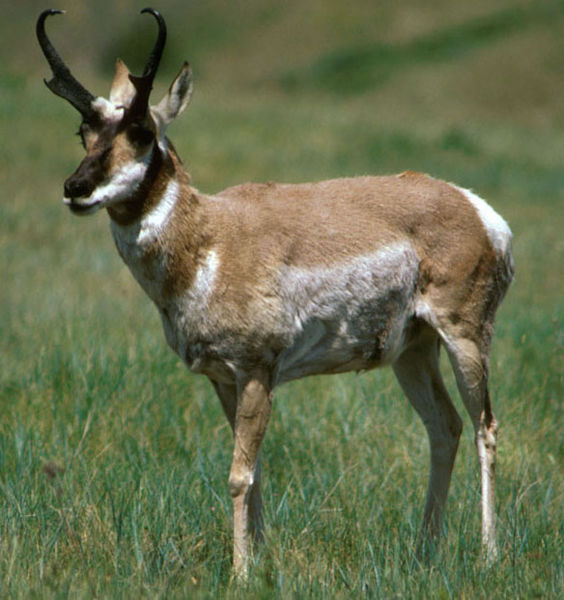 564px-Pronghorn_Antelope_USFWS.jpg