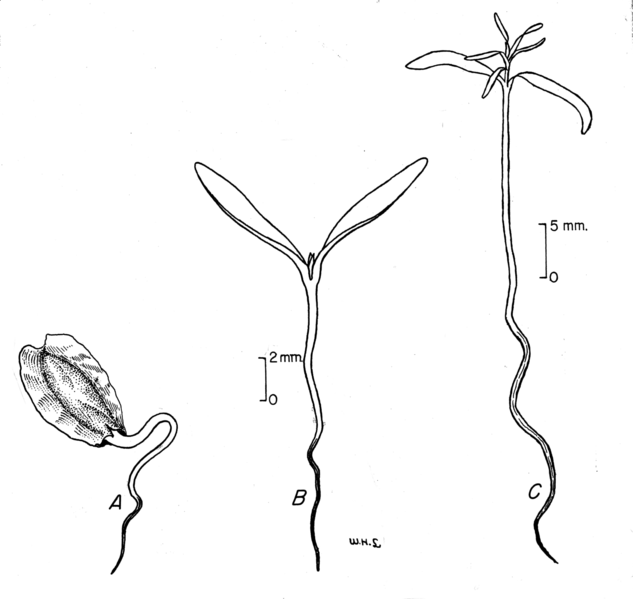 633px-Thuja_seed_to_seedling.png