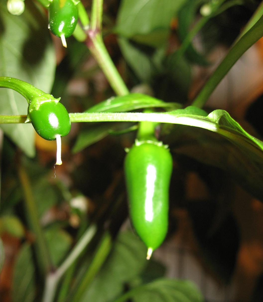 6_14_09Jalapeno.JPG