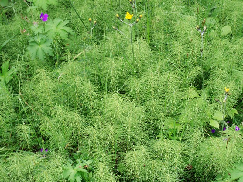 800px-Equisetum_arvense_Iceland_20070707.jpg