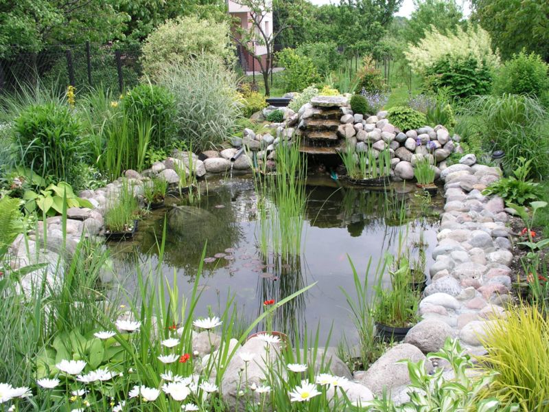 800px-Garden_pond_1.jpg