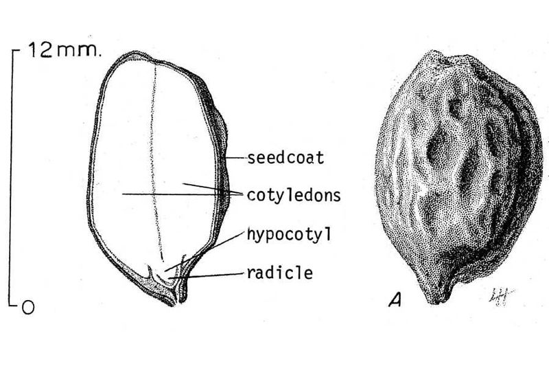 800px-Jojoba.seed.jpg