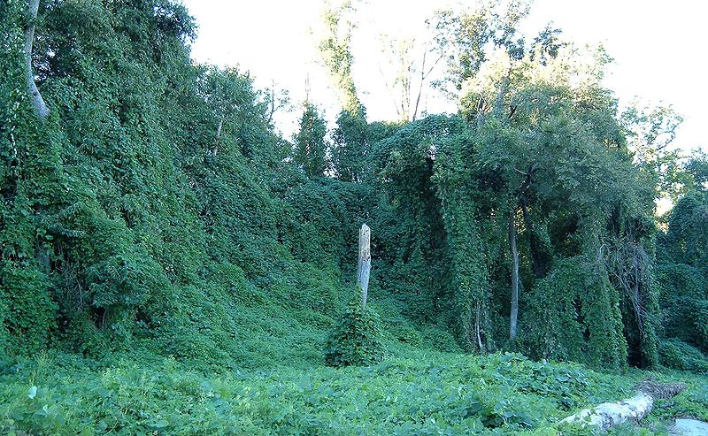 800px-Kudzu_on_trees_in_Atlanta,_Georgia[1].jpg