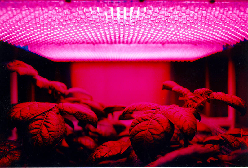 800px-LED_panel_and_plants.jpg