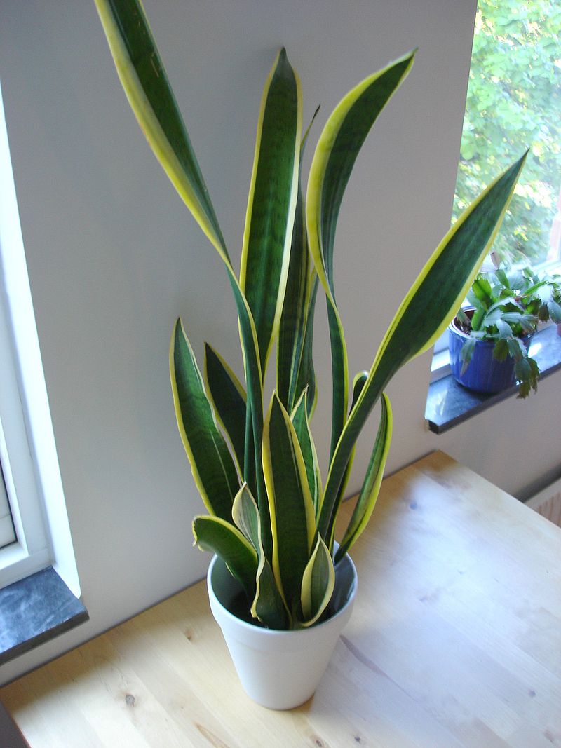 800px-Snake_plant.jpg