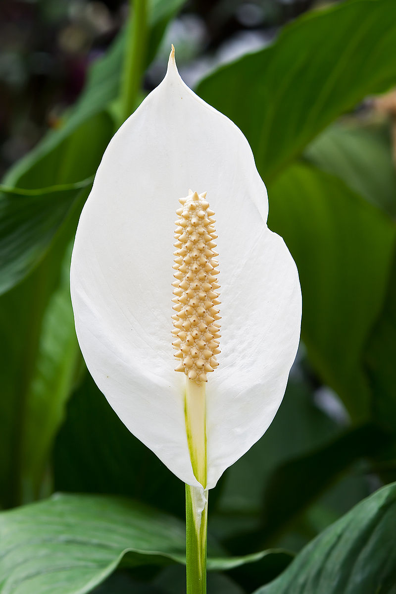 800px-Spathiphyllum_cochlearispathum_RTBG.jpg