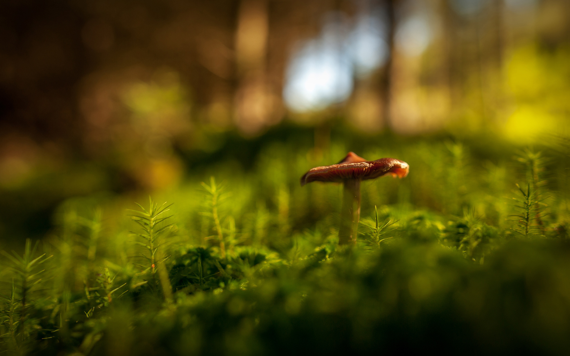 8868593-mushroom.jpg