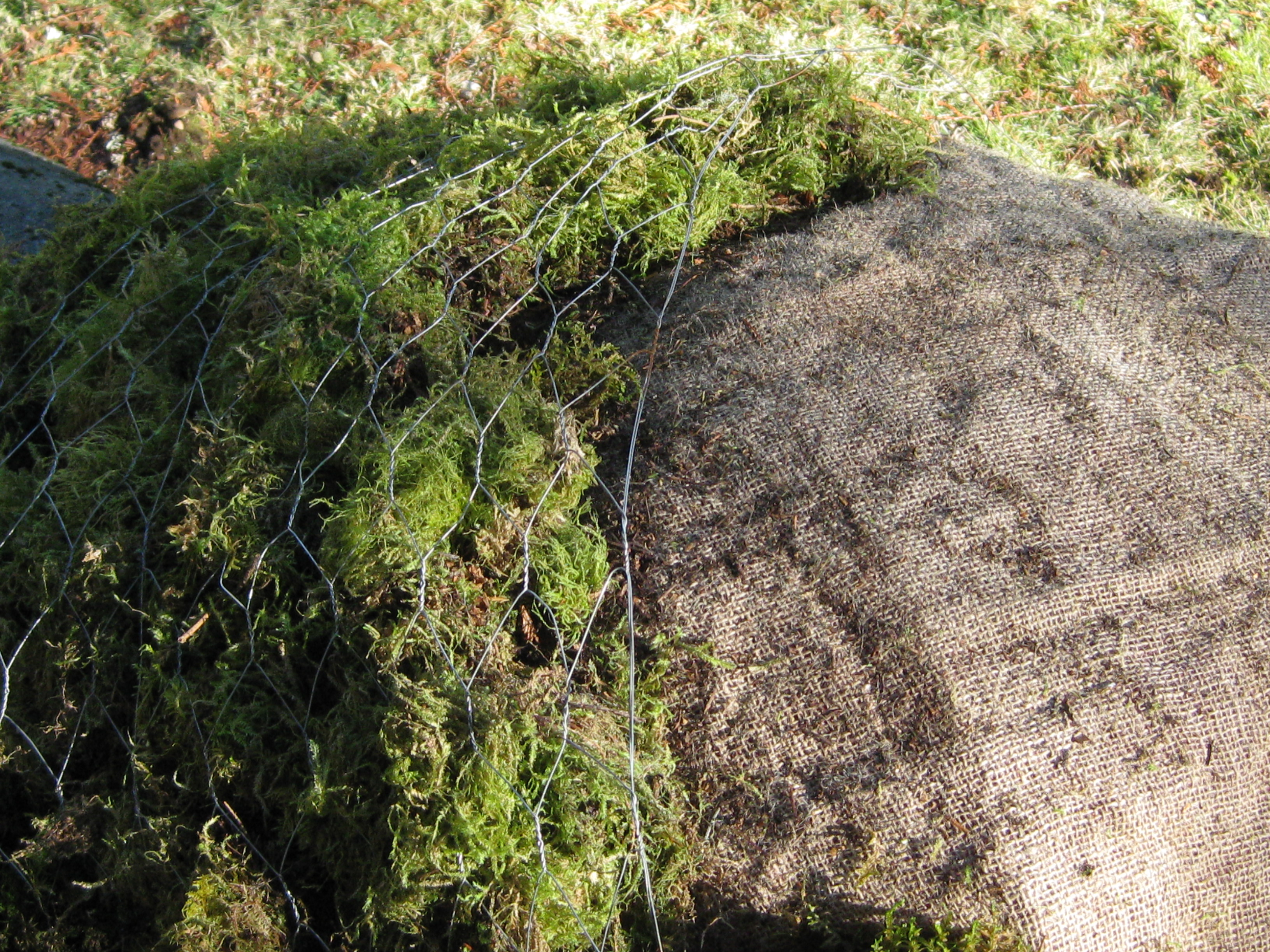 8_moss_between_burlap_chickenwire.JPG