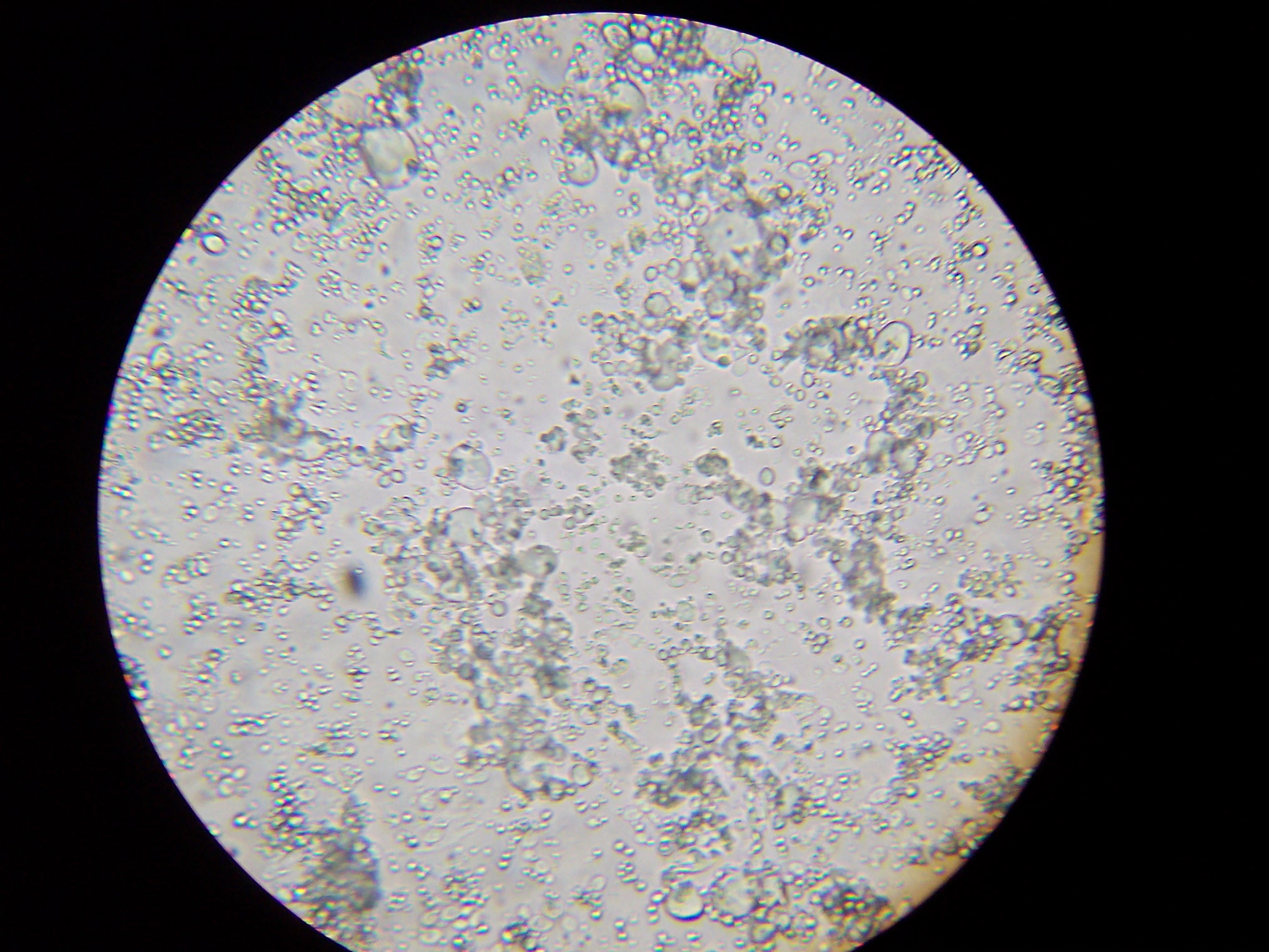 9 Oval yeast cells.JPG