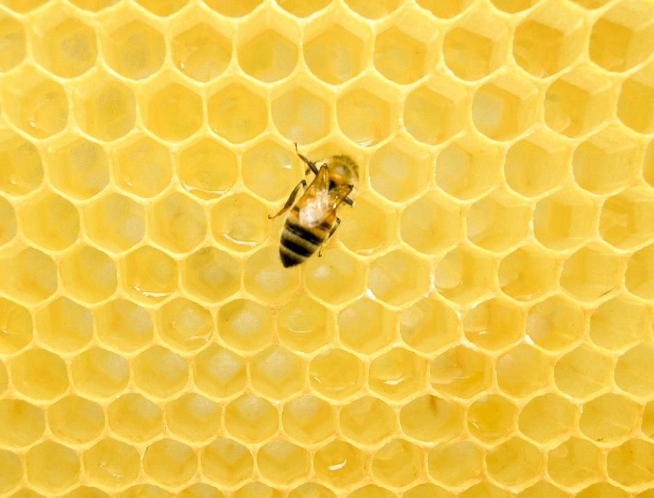 946px-Western_honey_bee_on_a_honeycomb.jpg