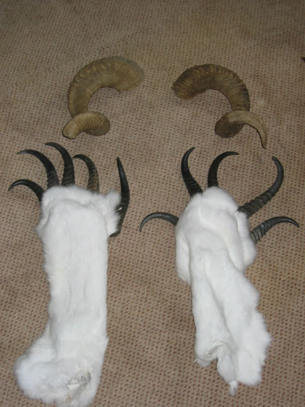 9hornclaws.jpg