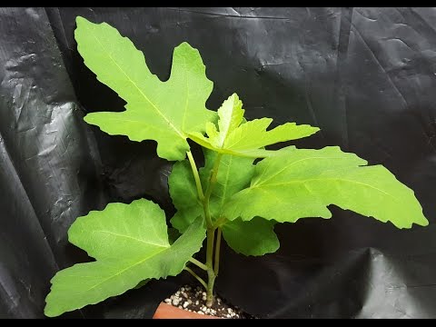 A Mysterious Plant Peek-out on soil surface - A Little Figgy