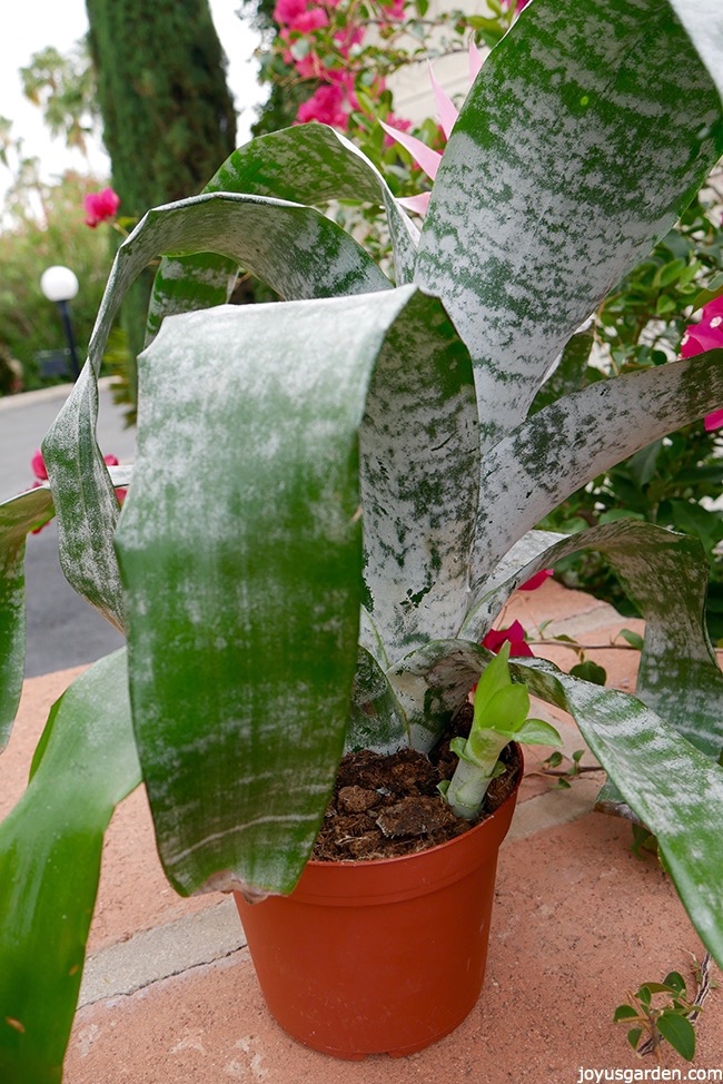 Aechmea bromeliad pup_new.jpg