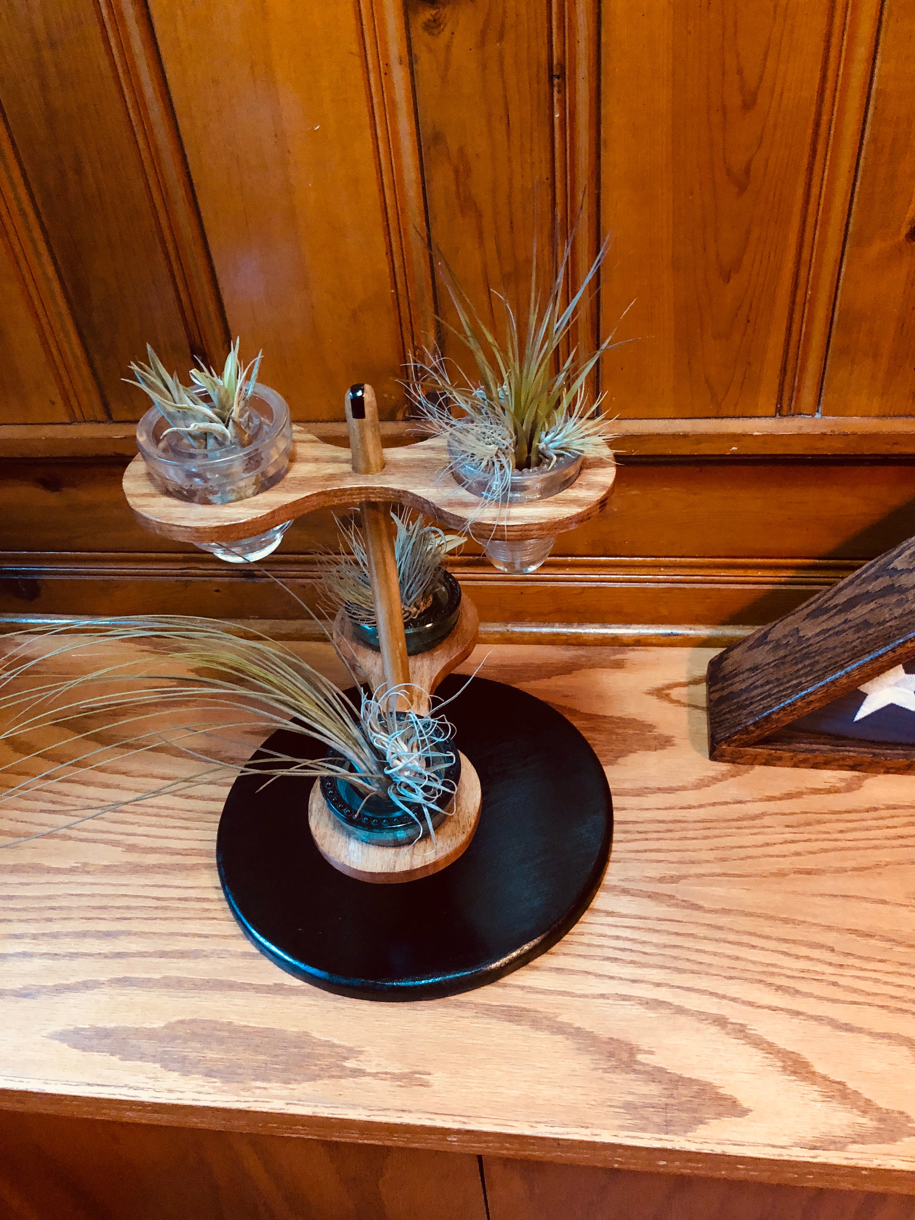 Air Plant Front Black Base.JPG