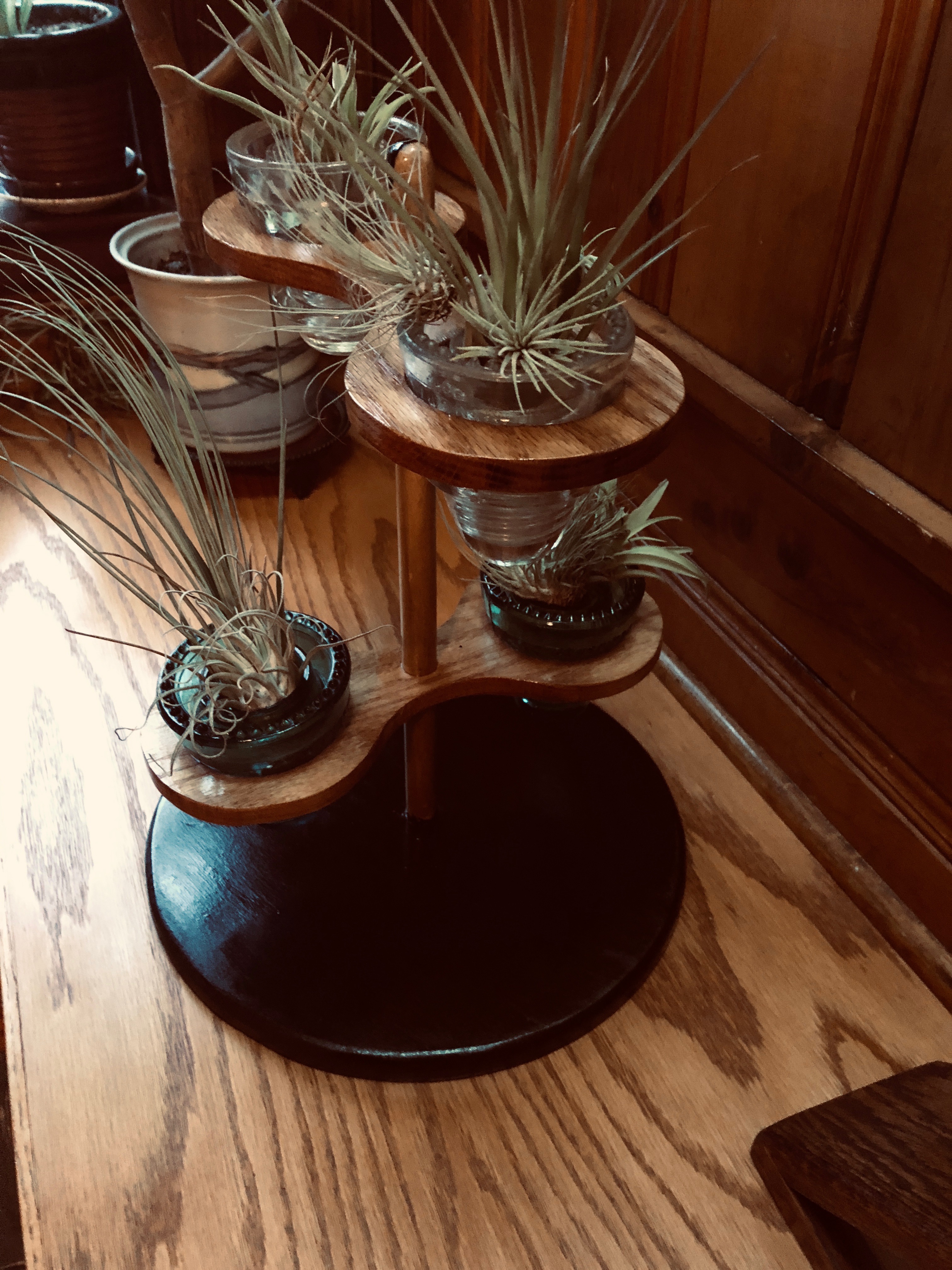 Air Plant side Black Base.JPG