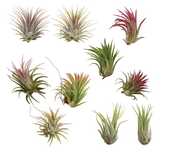 Air Plants.jpg