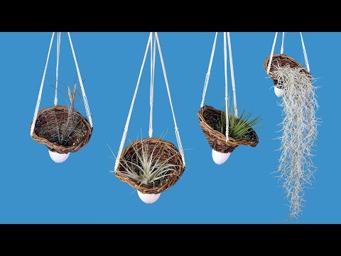 Air plants - Basketry planter 2.0