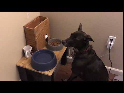 Alexa Controlled Dog Feeder Test 1