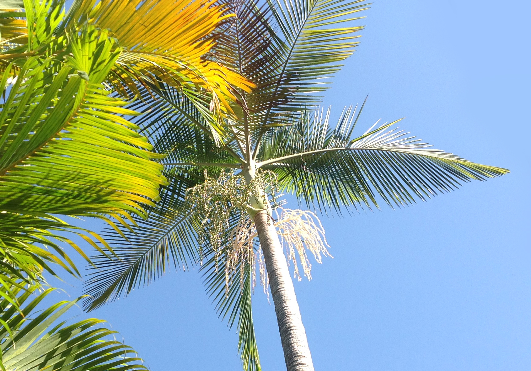 Alexander palm inflorescence.jpg