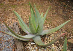 Aloe.buhrii.plant_small.jpg