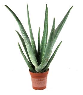 Aloe.jpg