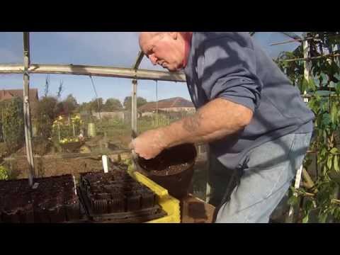 Alotment Ep2 : sowing sweet peas // managing raspberry plants