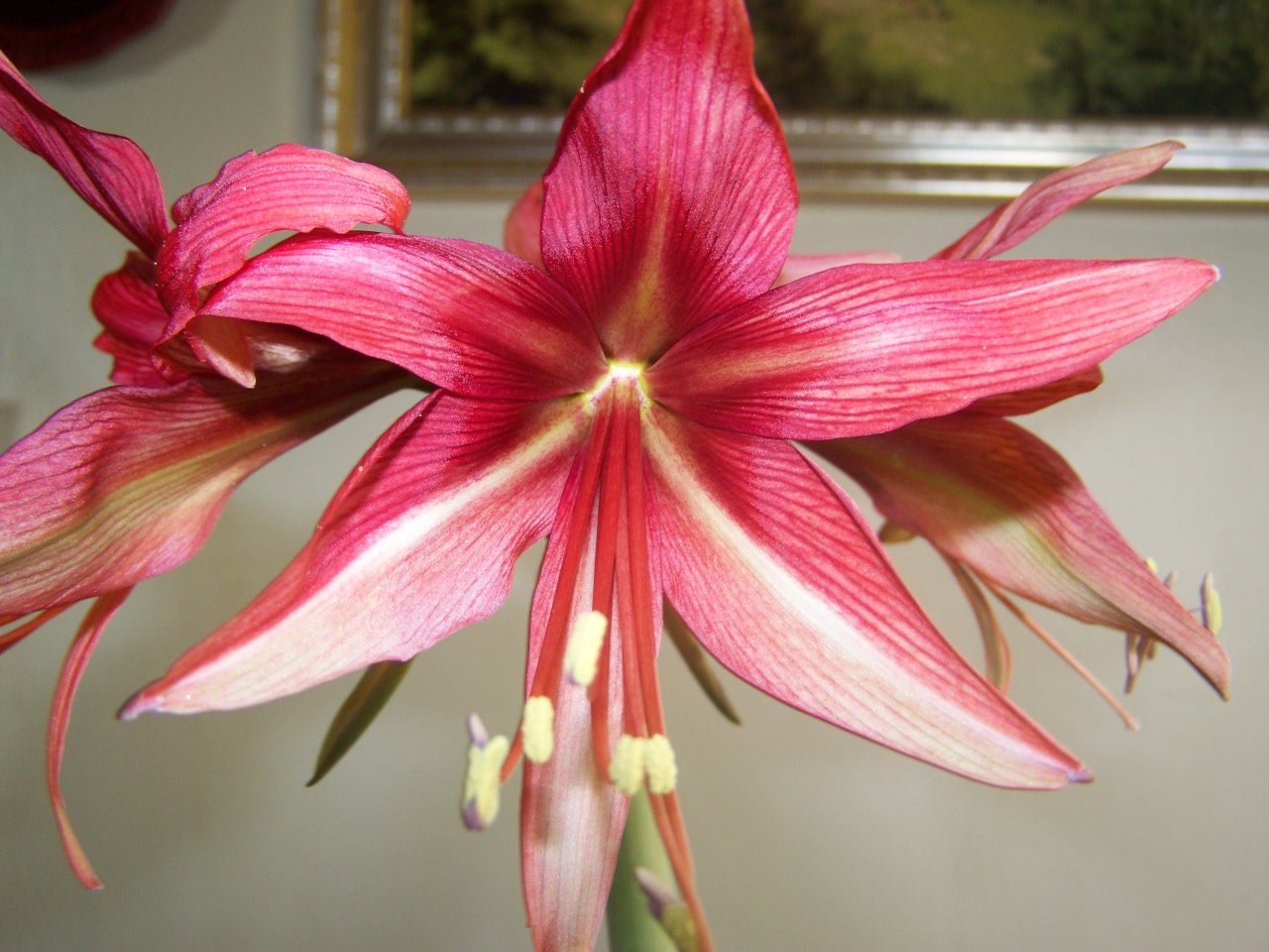 Amaryllis 'Bogota'.jpg