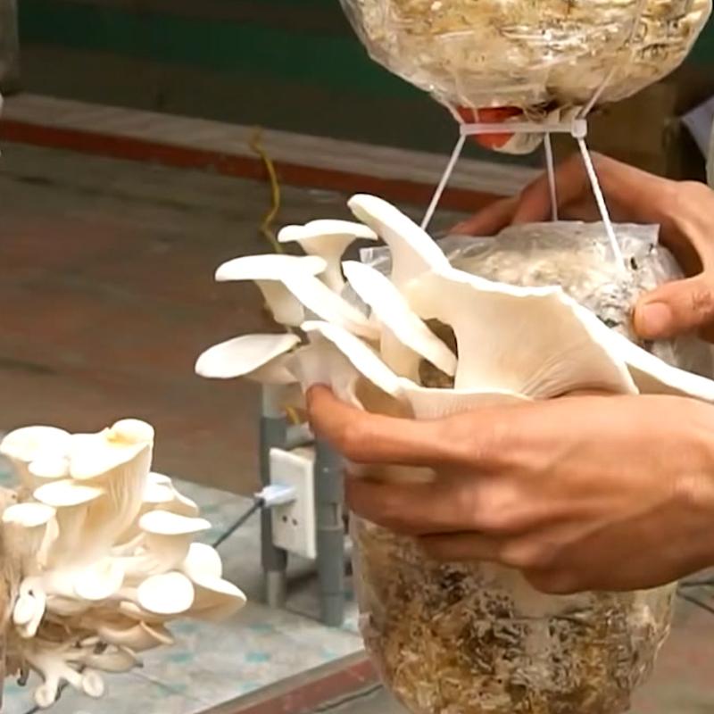 Amazing Tips for Growing Mushrooms at home  #GrowingMushrooms.00_03_41_24.Still107.jpg