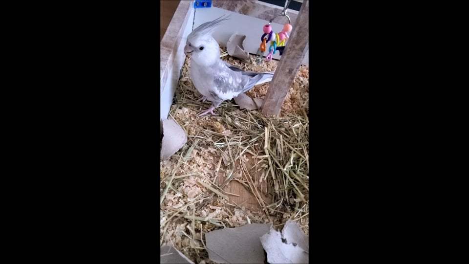 Amusement Bird Park