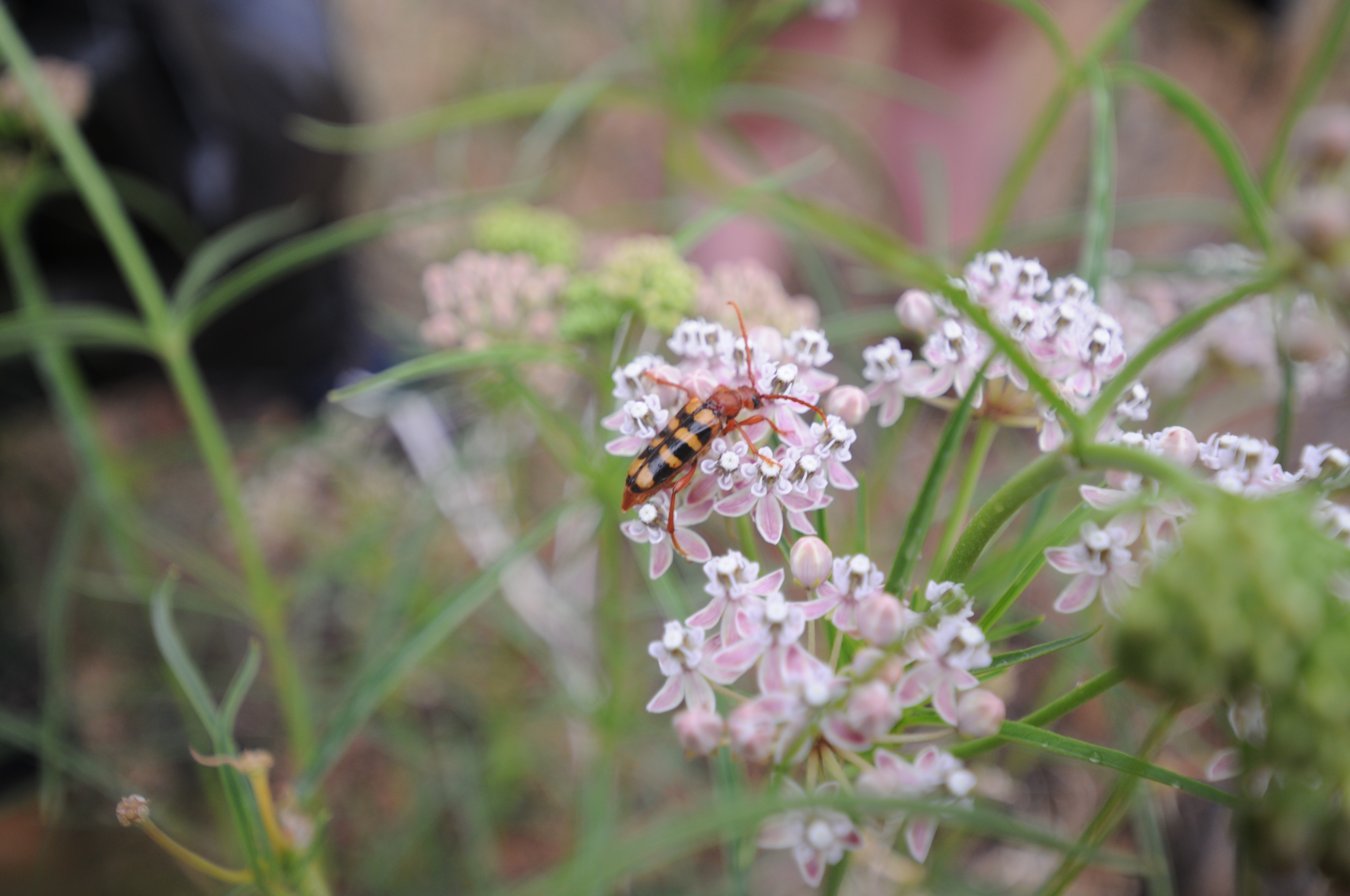 An unidentified pollinator on narrowleaf milkweed.JPG