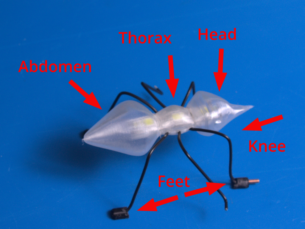 Anatomy of my ant.png