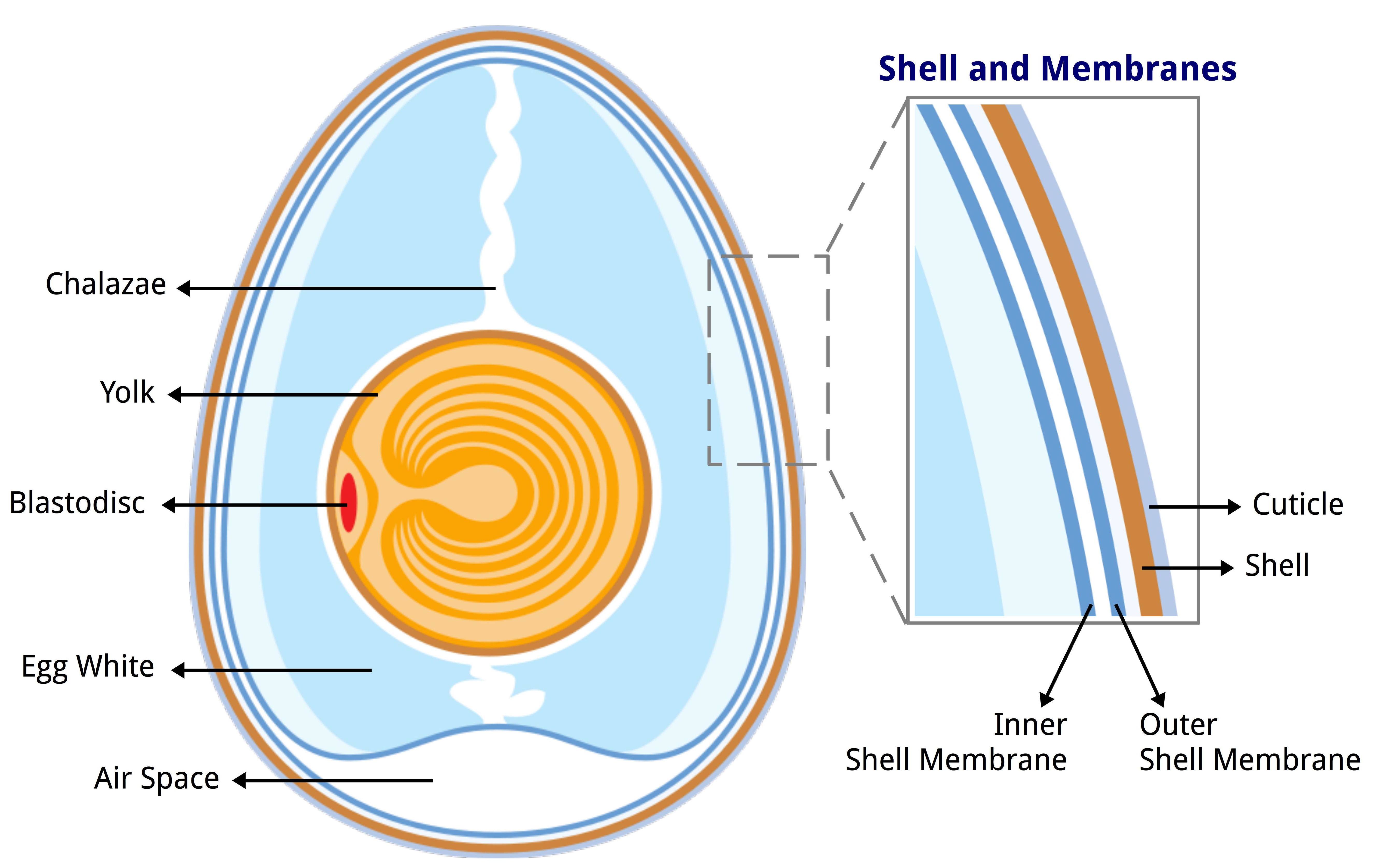 Anatomy_of_an_egg_labeled.jpg