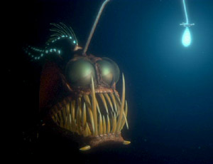 Anglerfish.jpg