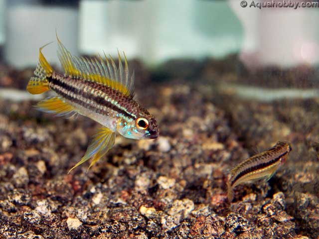 Apistogramma_bitaeniata_2.jpg