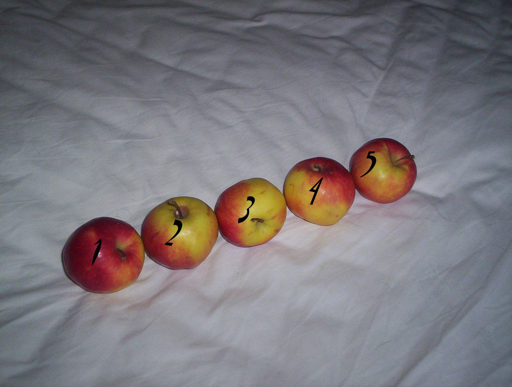 Apples 5.jpg