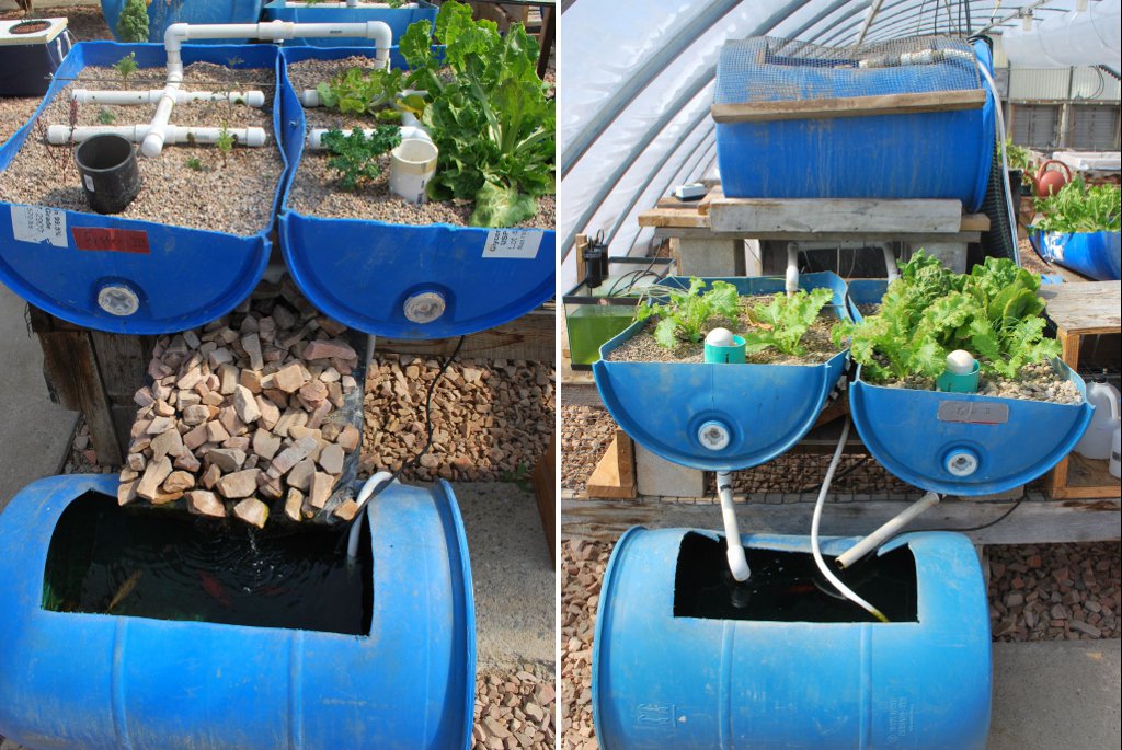 Aquaponics-18.jpg