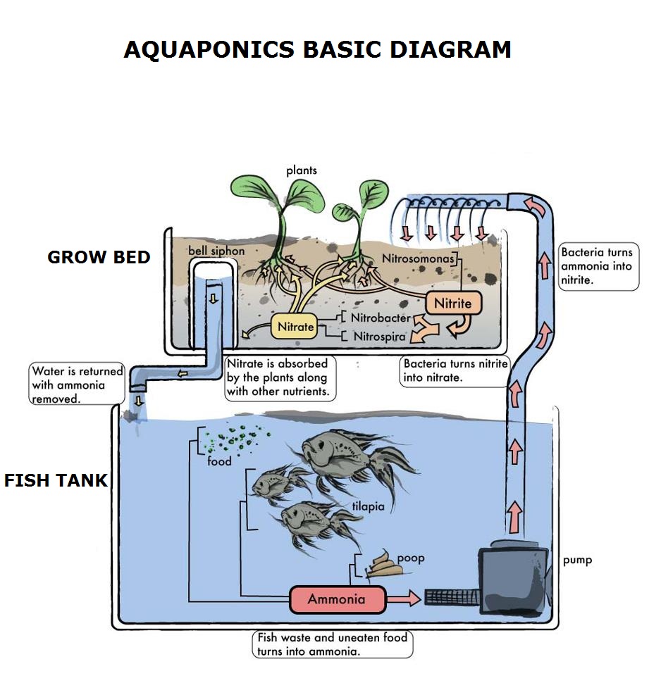 Aquaponics-illustration.jpg