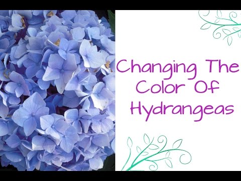 Ask Nell: How To Change The Color Of Hydrangeas