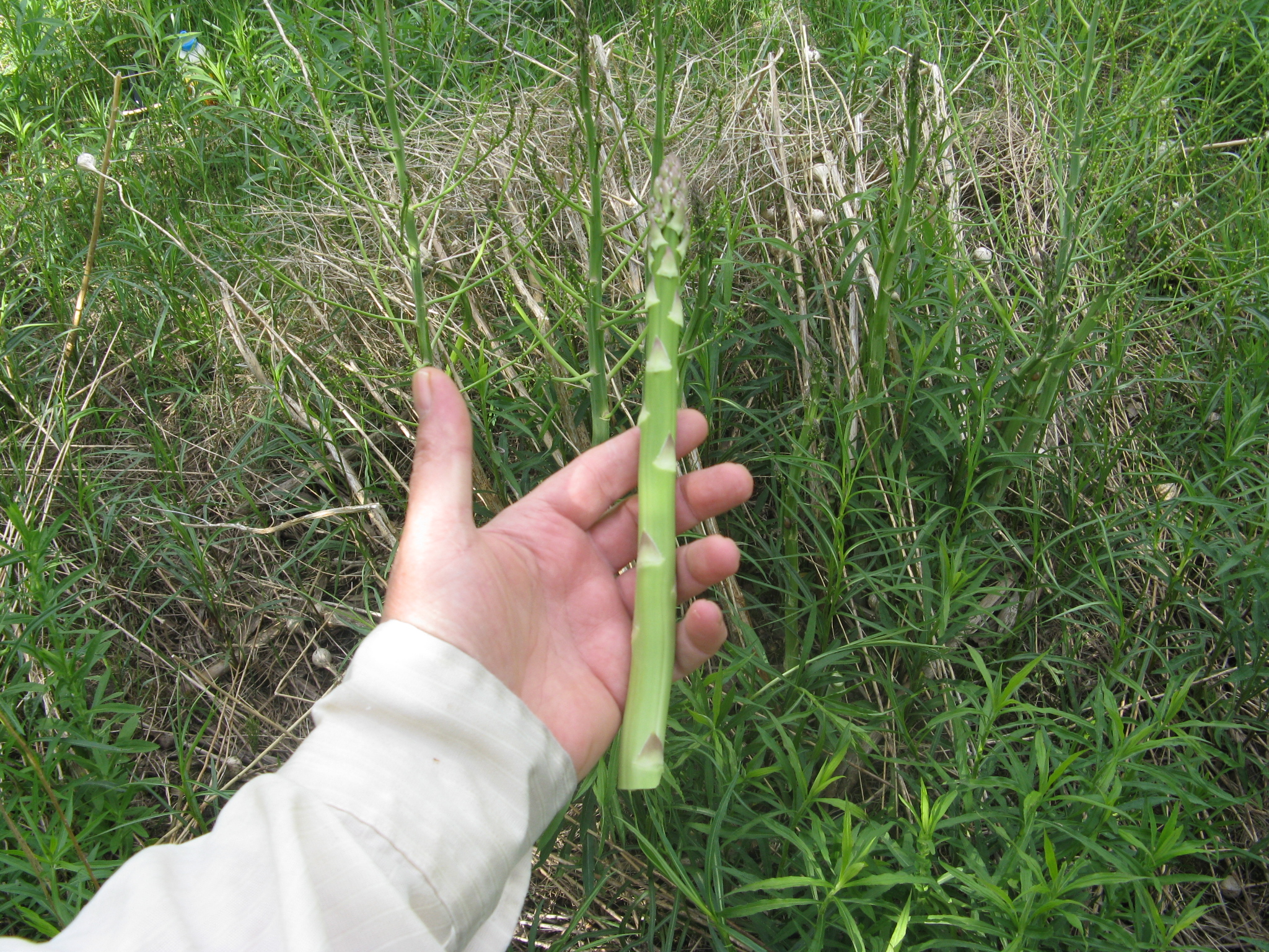 Asparagus Soup 1e.JPG