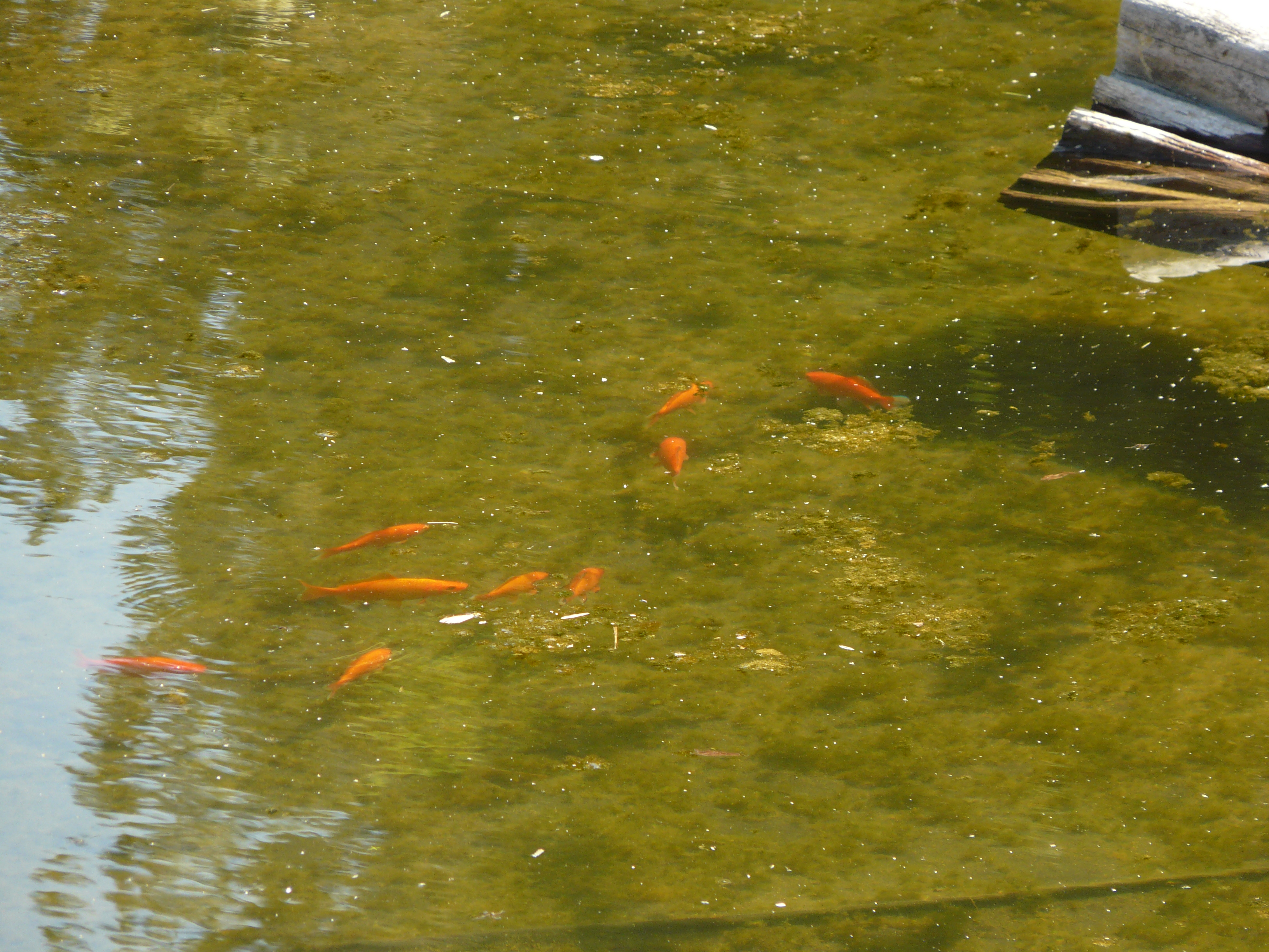 Aug212011 001.JPG